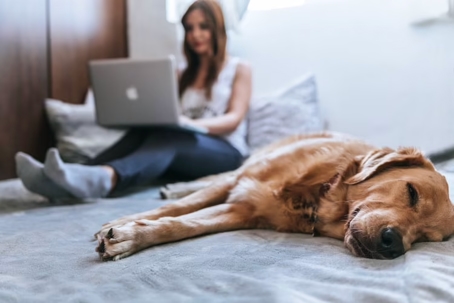 dog next to a woman typing on a laptop on a bed